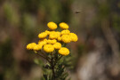 Bee and Flower, Mount Etna, Sicily